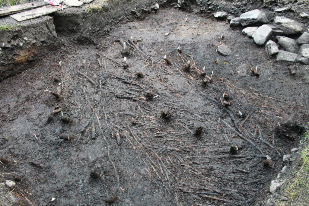 Rows of structural stakes within the brushwood sub-floor of roundhouse ST3 Rows of structural stakes within the brushwood sub-floor of roundhouse ST3