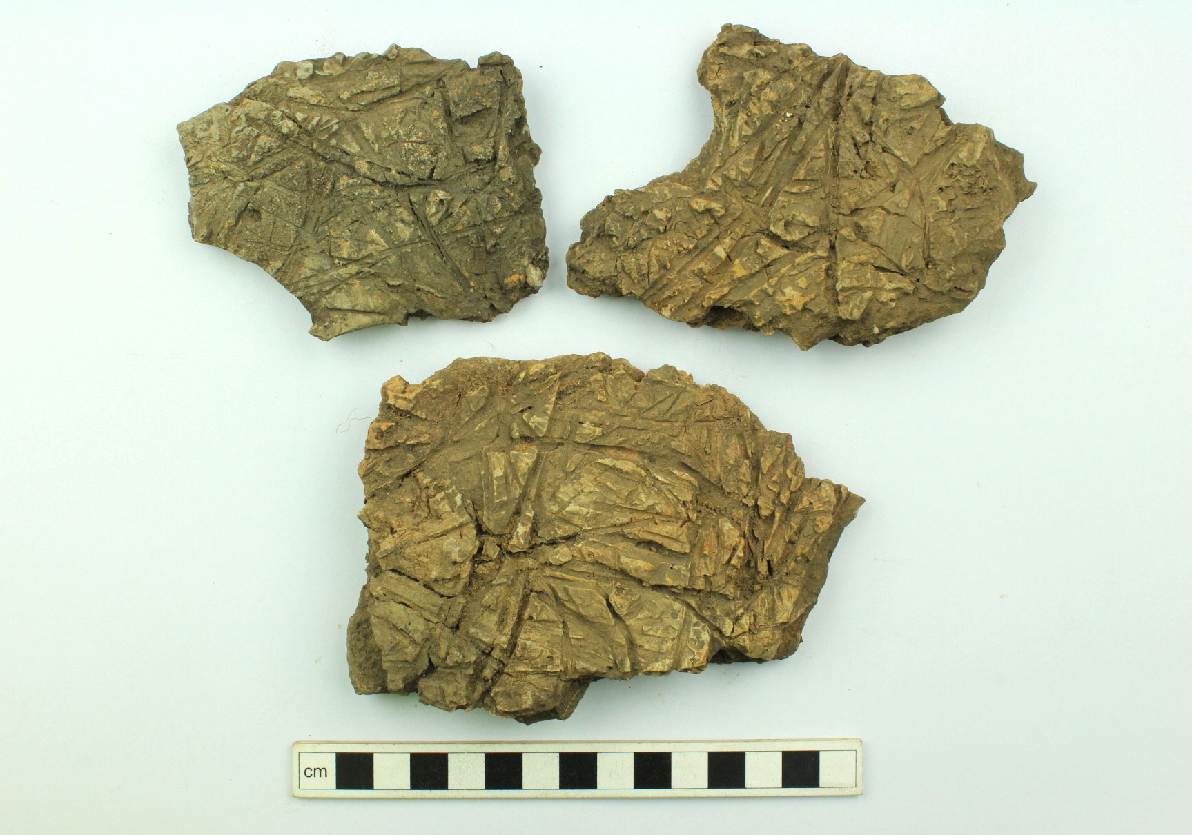 Fired clay fragments with organic impressions
